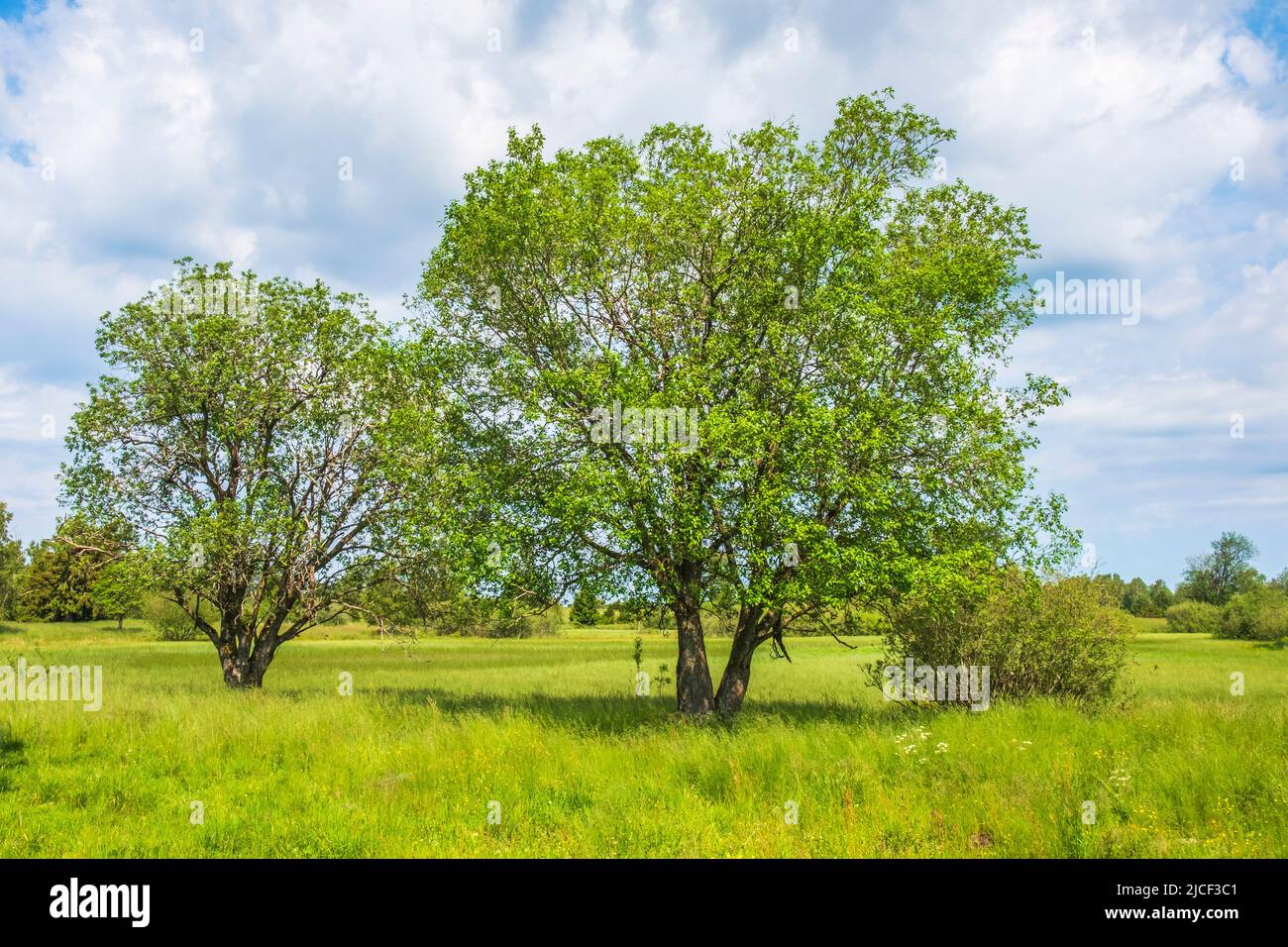 Summer scenery meadow trees hi-res stock photography and images - Alamy