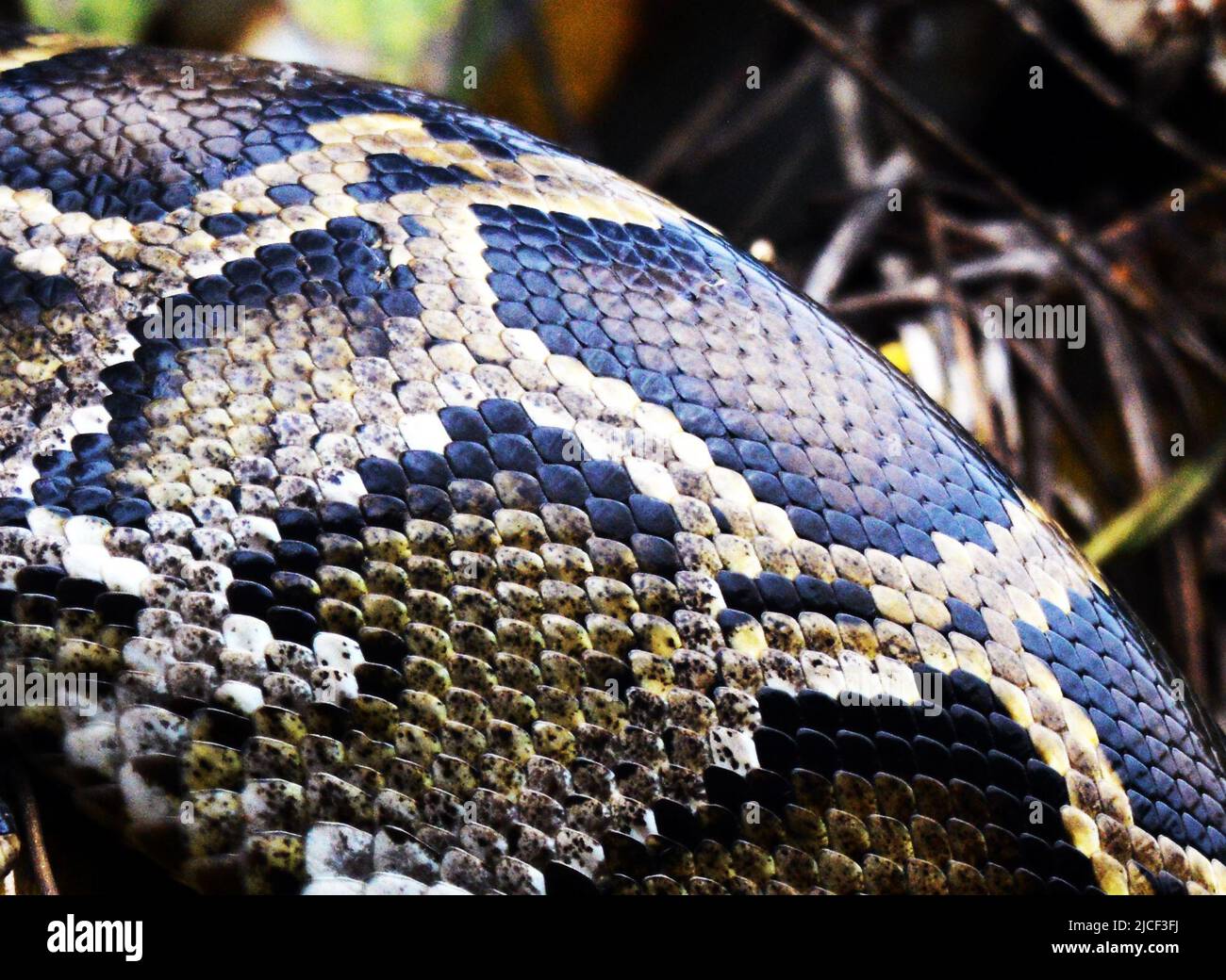 A mature Burmese Python near Yung Shue Wan on Lamma island in Hong Kong. Stock Photo