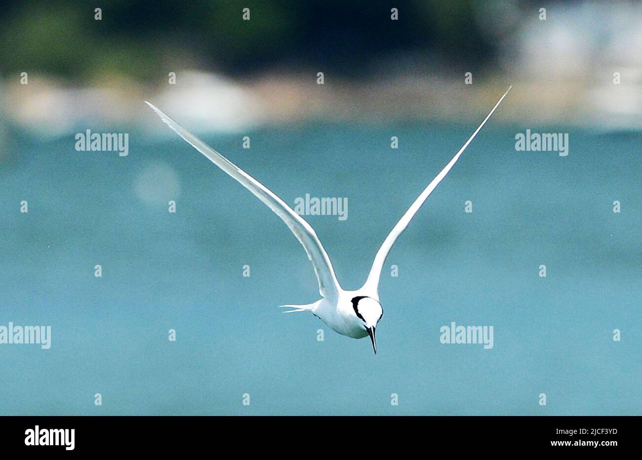 Black-naped tern flying by the coast of Peng Chau island in Hong Kong. Stock Photo