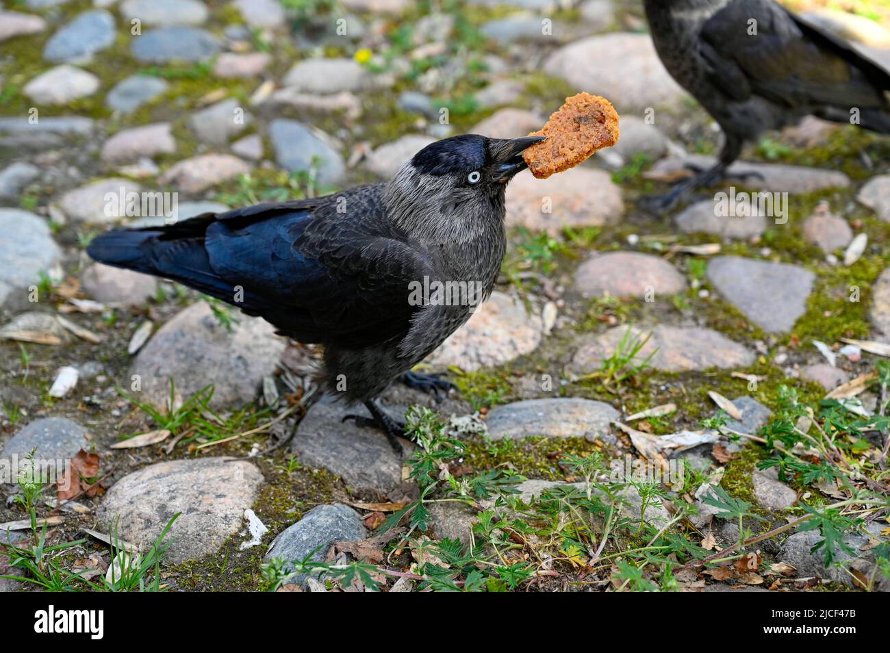 jackdaw eating cookie for dessert on stone square Stock Photo