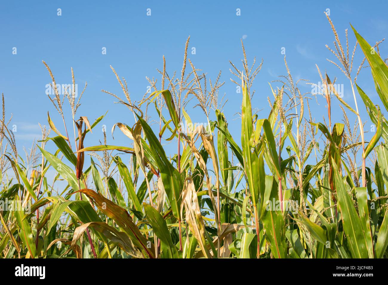 Close up of corn (maize). Blue sky. Stock Photo