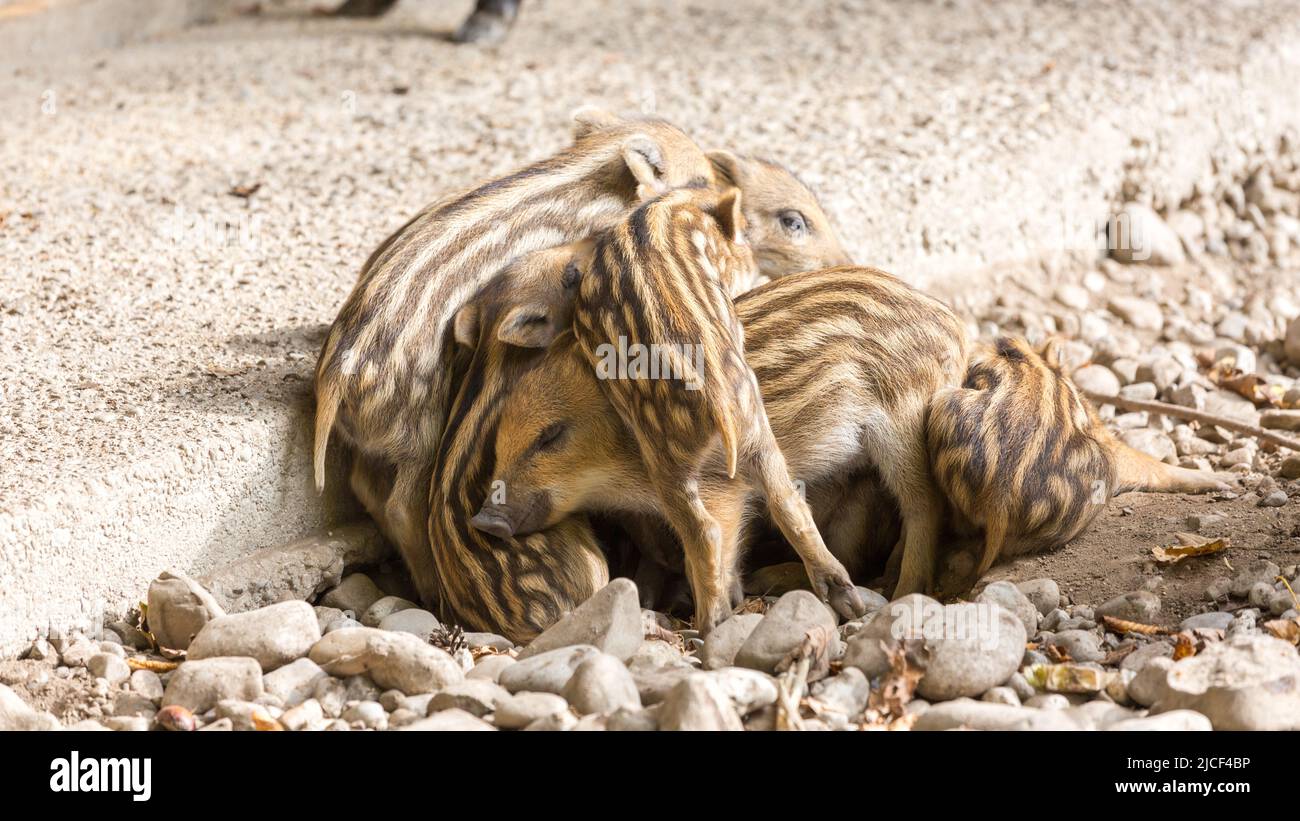 A bunch of wild boar piglets. Sticking together to keep warm during the still cold spring season. Stock Photo