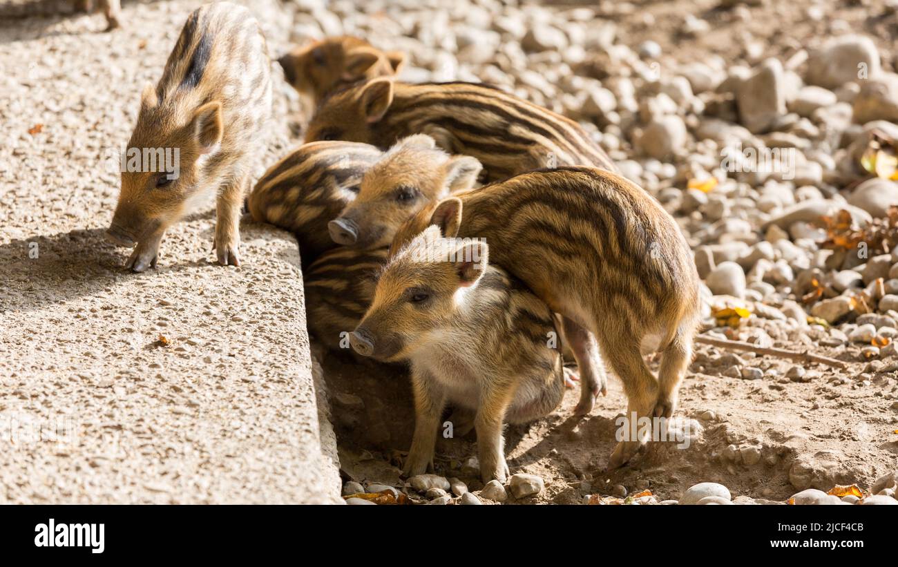 A bunch of wild boar piglets. With characteristic stripes in the fur. Stock Photo