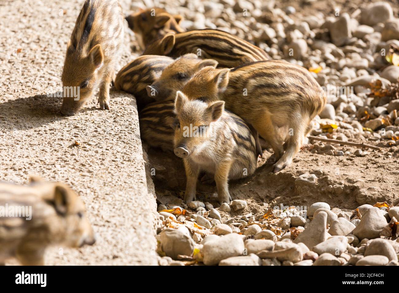 A group of tiny wild boar piglets. Stock Photo