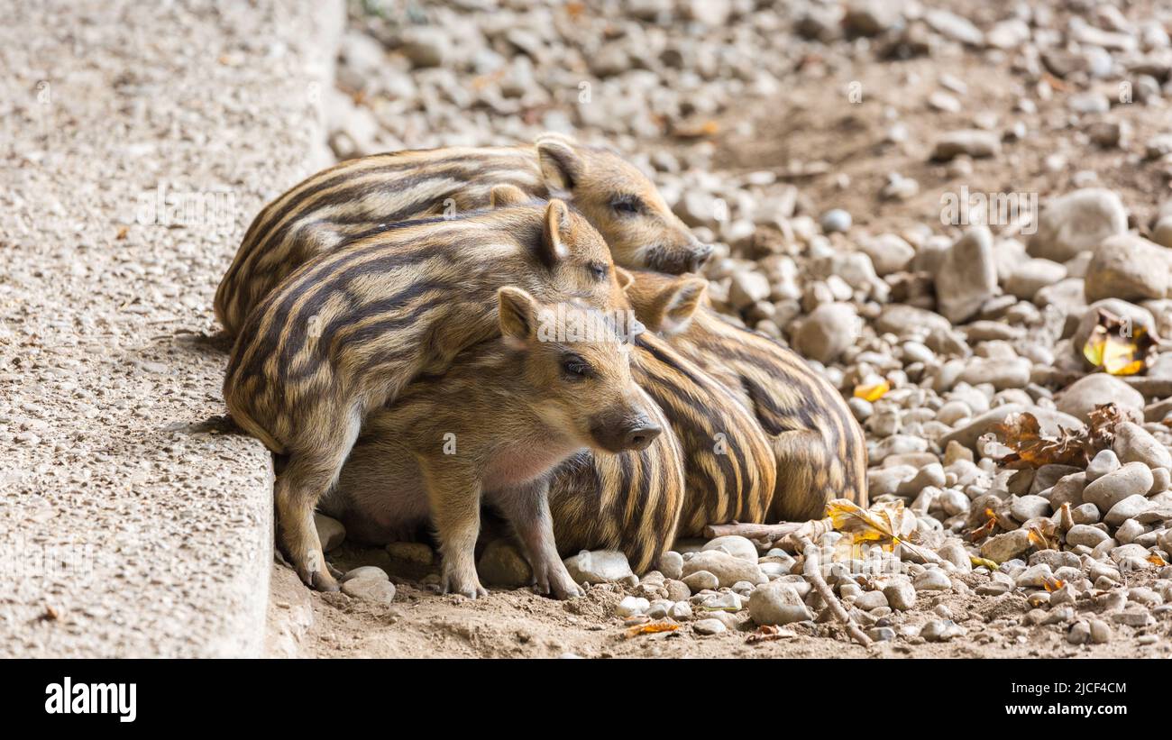 Wild boar piglets closely huddled together. One piglet peaks towards the camera and addresses the viewer. Stock Photo