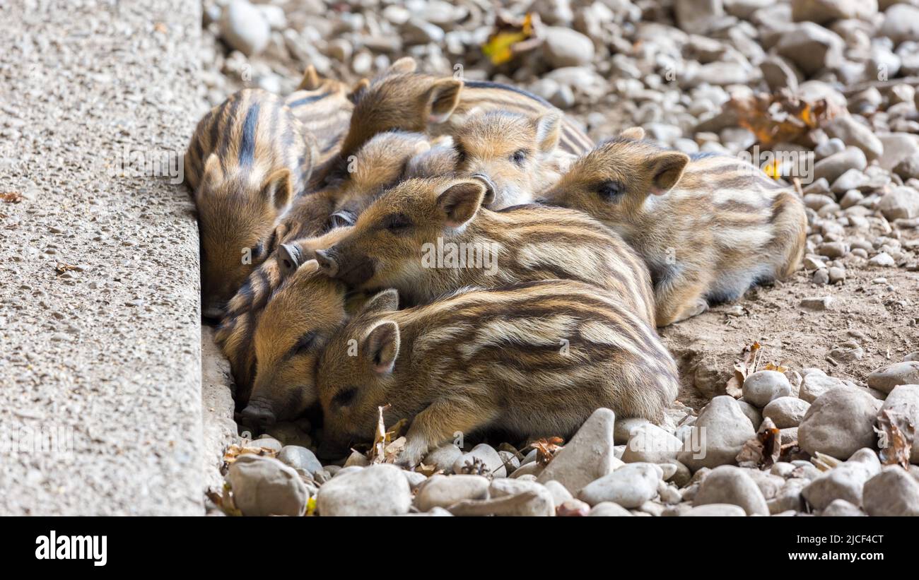 A bunch of wild boar piglets. Stock Photo