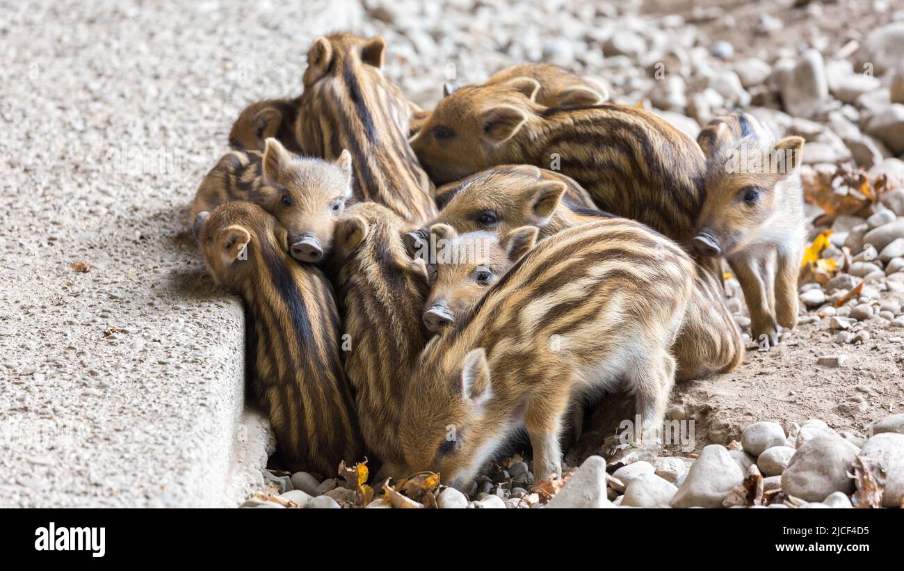 A bunch of wild boar piglets. Huddled together to keep warm. With characteristic stripes in the fur. Stock Photo