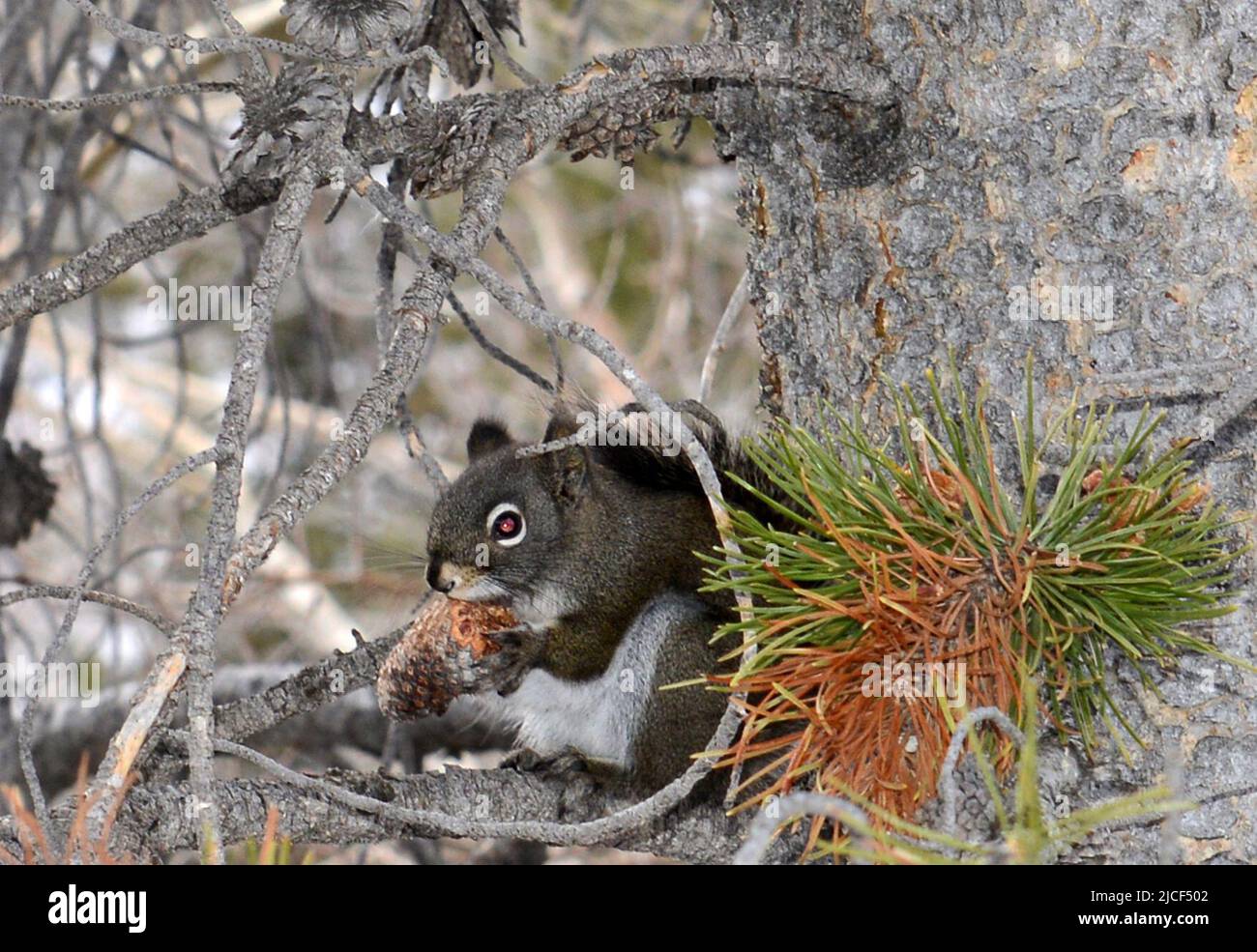 A cute Squirrel on a tree by the Provo river in the Mirror lake area in Kamas, Utah, USA. Stock Photo