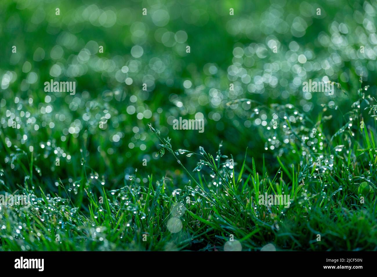 Cold colored grass bokeh background. Outdoor drop blurred spring morning. Stock Photo