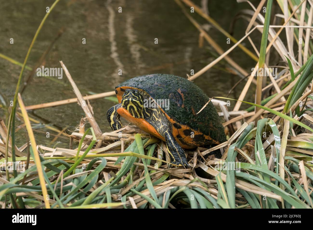A Florida Redbelly Turtle, Pseudemys nelsoni, sunning itself in a marsh.  South Padre Island Birding Center, Texas.  Since the turtle is native to onl Stock Photo