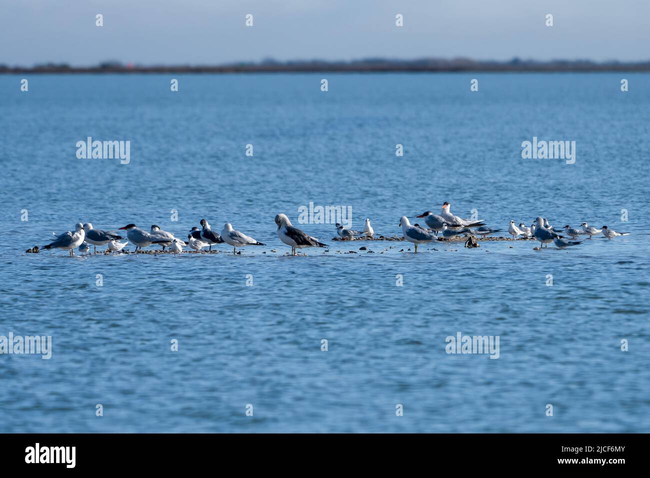 A mixed flock of gulls and terns on an oystershell island in the Aransas National Wildlife Refuge in Texas. Stock Photo