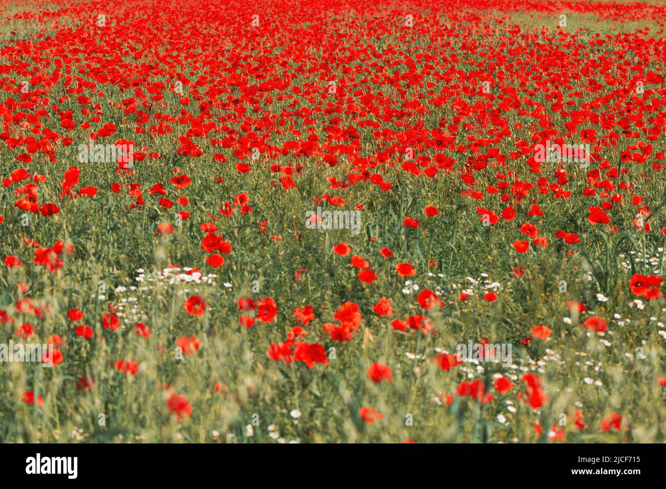 Papaver rhoeas or red poppy flower in meadow. This flowering plant is used a symbol of remembrance of the fallen soldiers. Selective focus Stock Photo