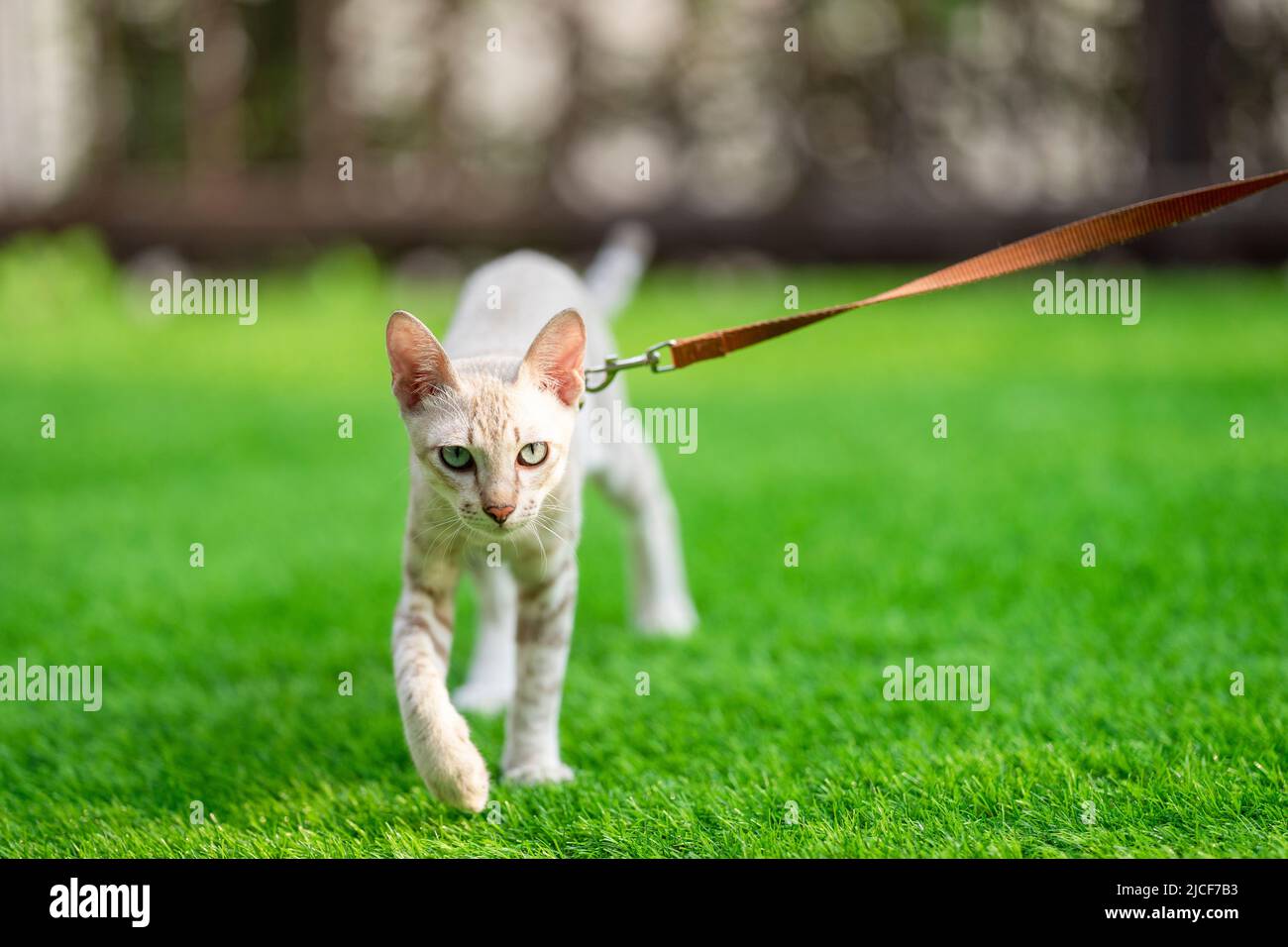American Shorthair cat with green and blue eyes was taken for a smart walk by its owner in the grassy garden with collar and leash. Stock Photo