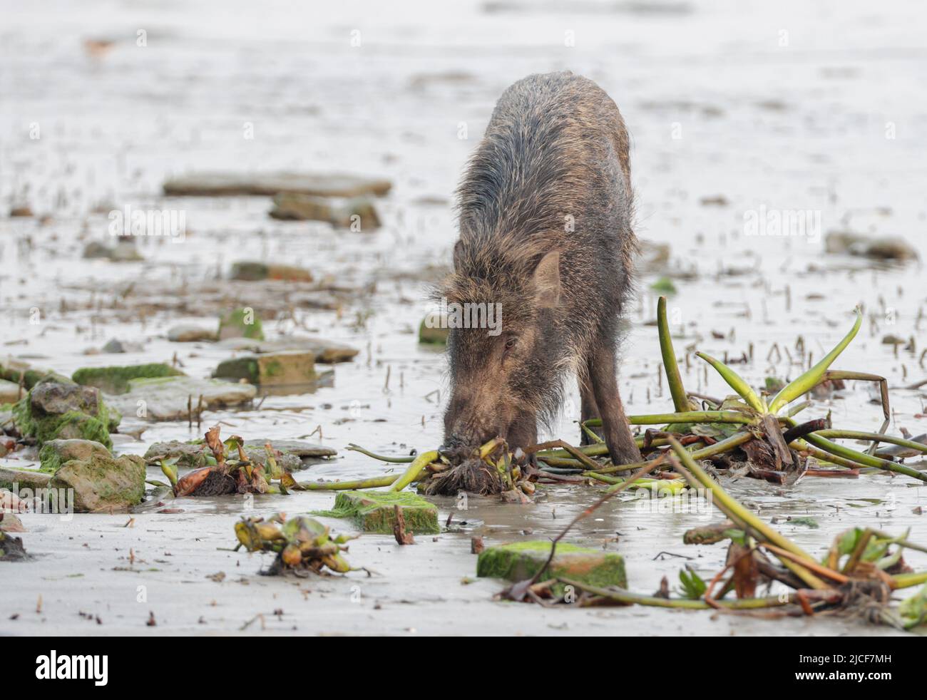 wild boar, also known as the wild swine, common wild pig or simply wild pig. Stock Photo