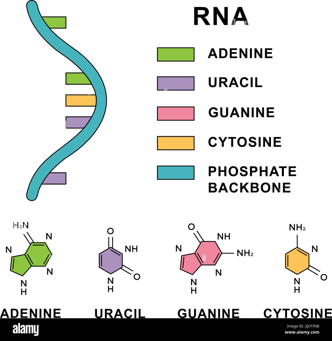Ribonucleic Acid Ribonucleic Acid