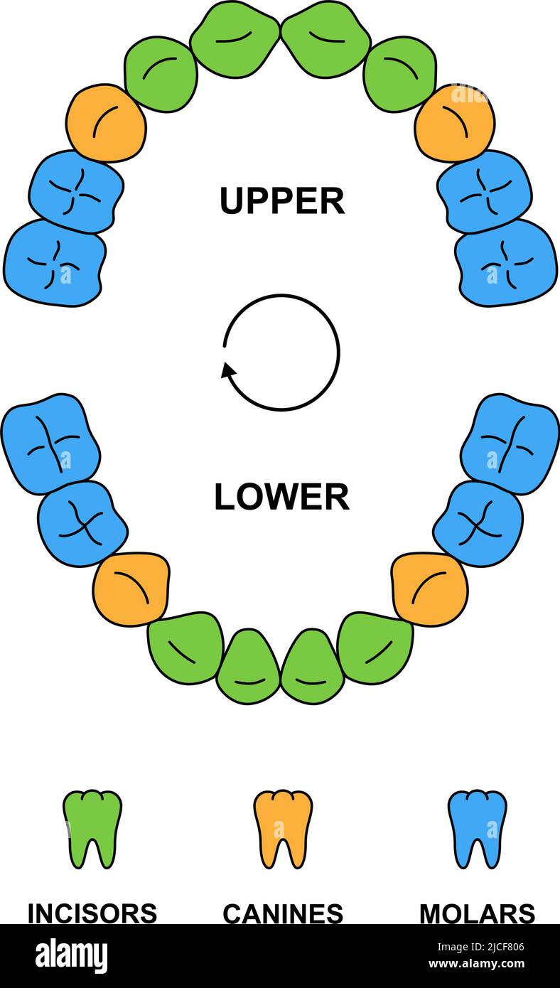 Child teeth dentition anatomy with descriptions. Child upper and lower