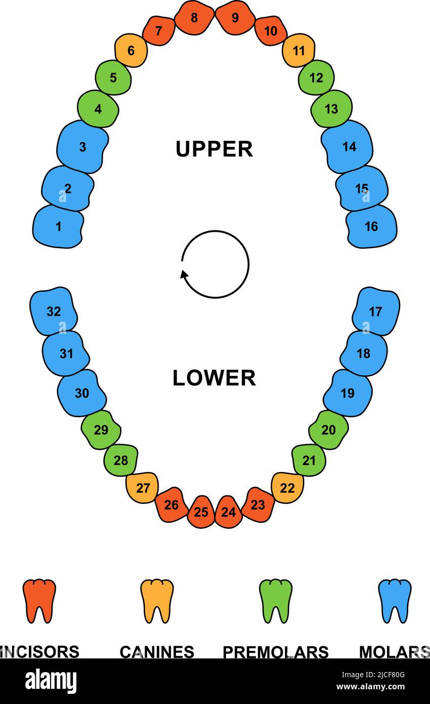 Adult teeth dentition anatomy with descriptions. Upper and lower jaw