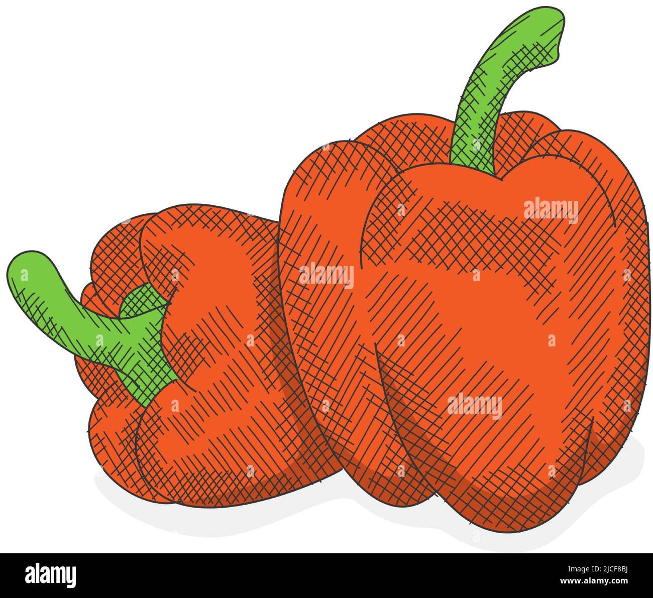 Colored bell pepper hand drawn sketch. Red bell pepper illustration in