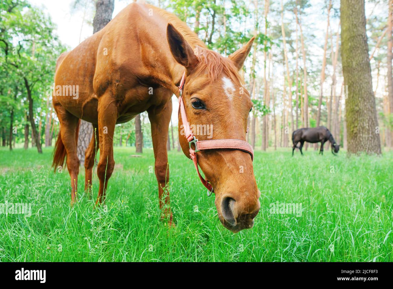 Wide angle horses eating grass hi-res stock photography and images - Alamy