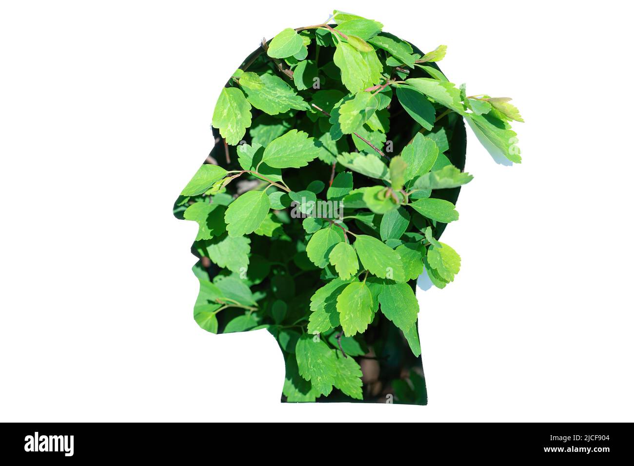 Green fresh leaves coming through a man's head profile paper cut-out with copy space. Creative sustainable living concept. Stock Photo