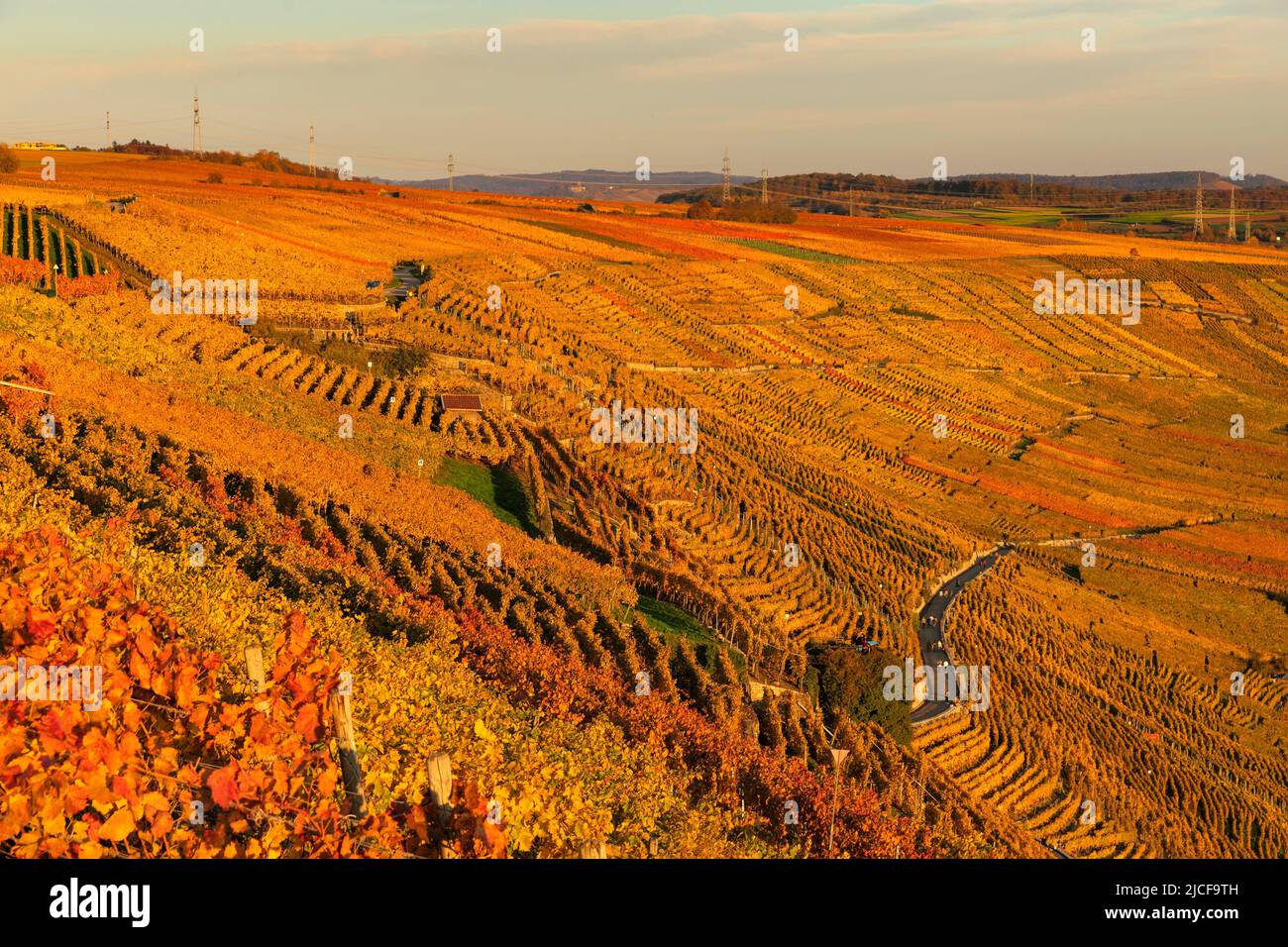 Vineyards in autumn near Mundelsheim, Baden- Württemberg, Germany Stock Photo