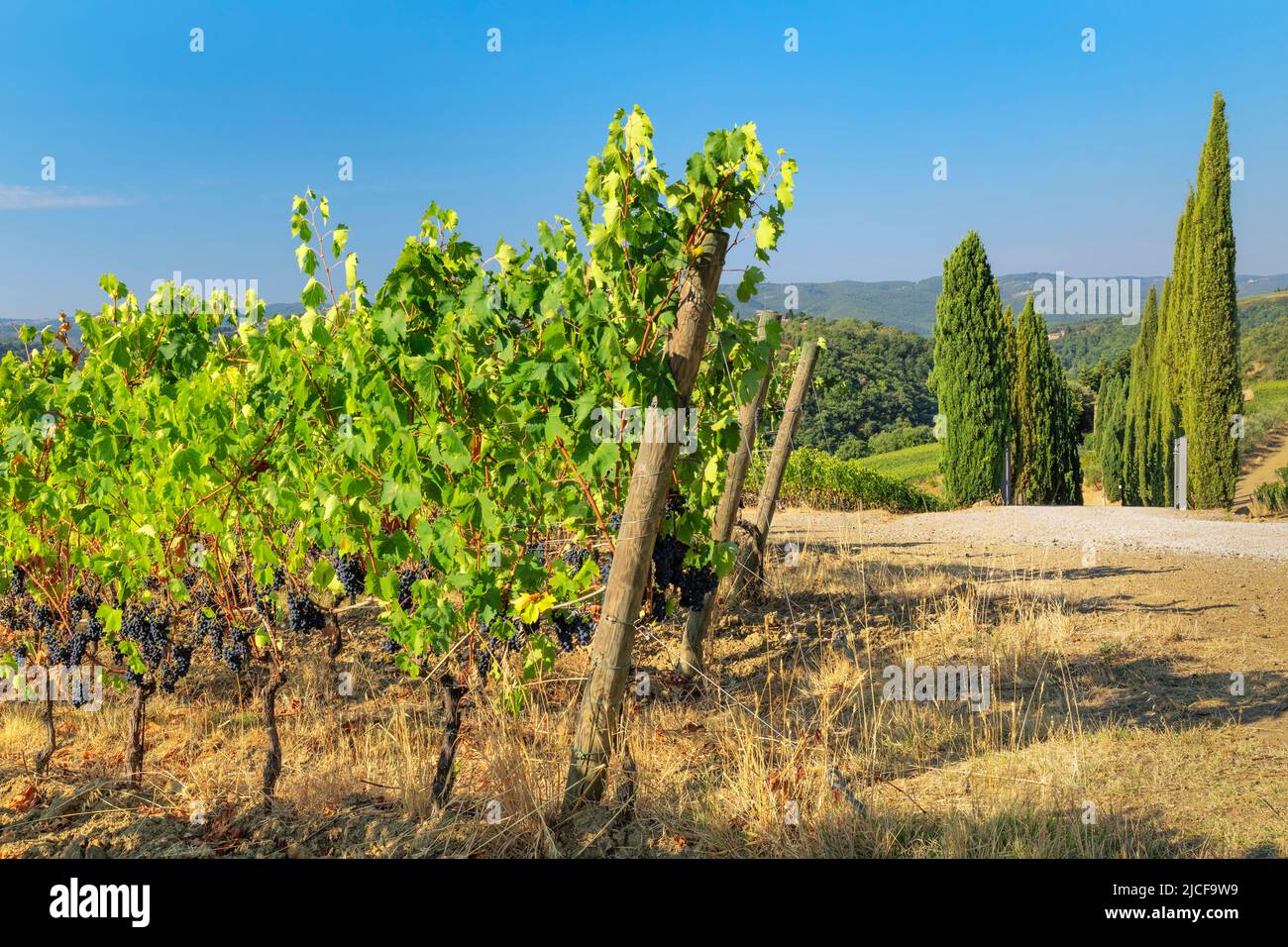 Vineyards near Radda in Chianti, Chianti, Province of Firenze, Tuscany, Italy Stock Photo