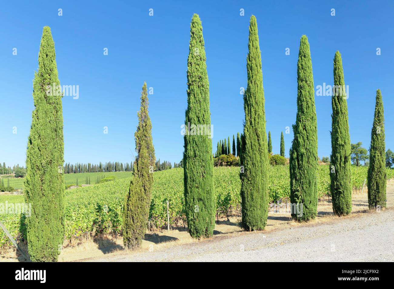 Cypress avenues in the vineyards near Radda in Chianti, Chianti, Firenze province, Tuscany, Italy Stock Photo