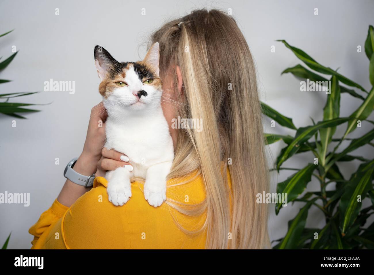 32+ Long Hair Calico Cat