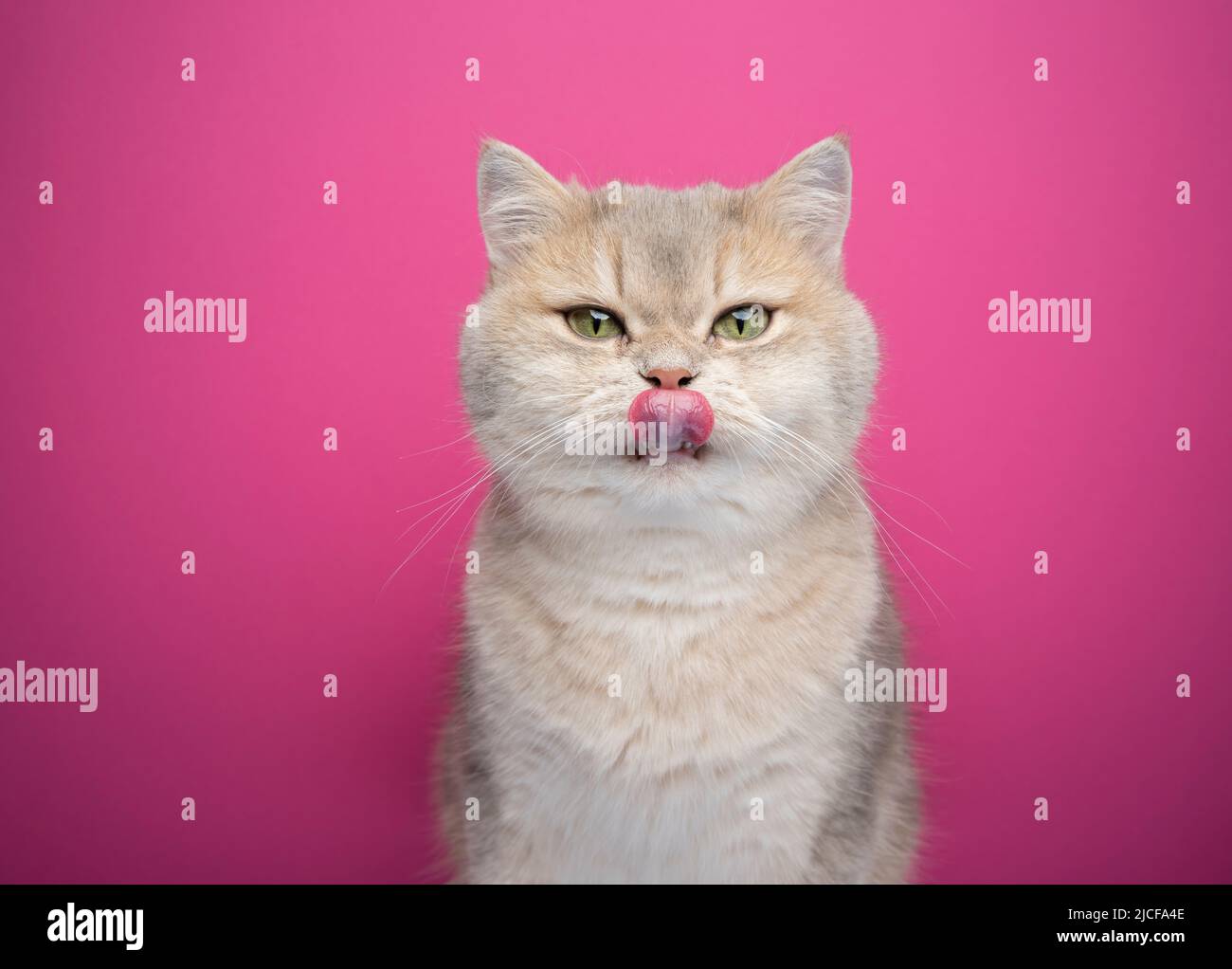 hungry cat licking lips portrait on pink background Stock Photo Alamy