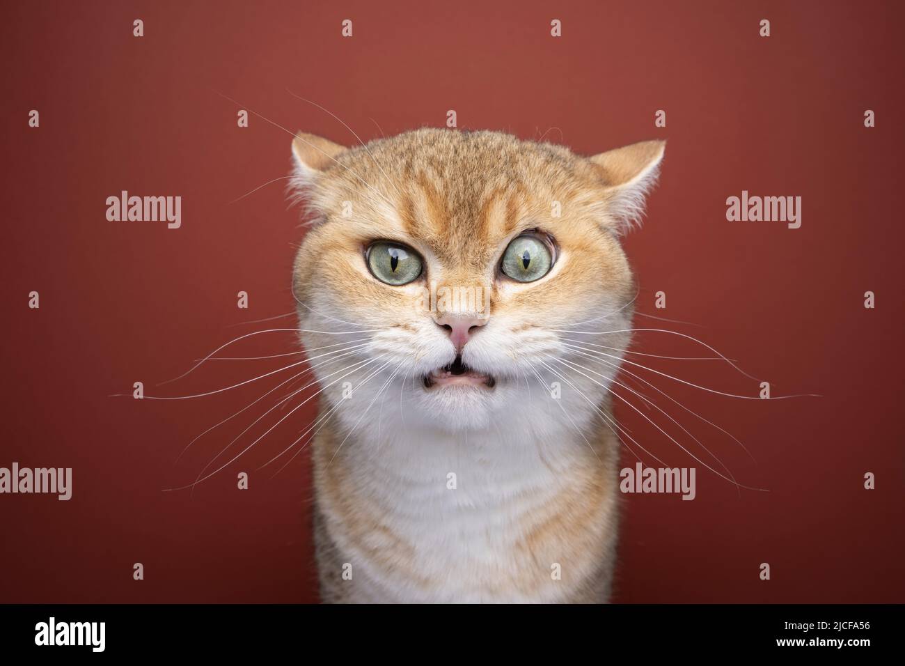 19,900+ Angry Cat Face Stock Photos, Pictures & Royalty-Free