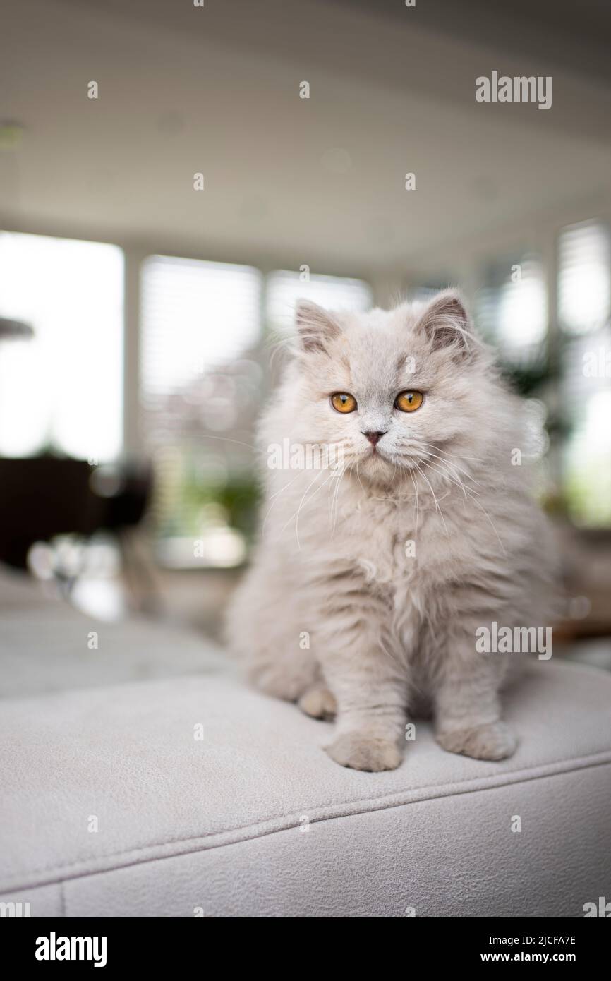 cute fluffy british longhair cat sitting on couch in modern living room ...