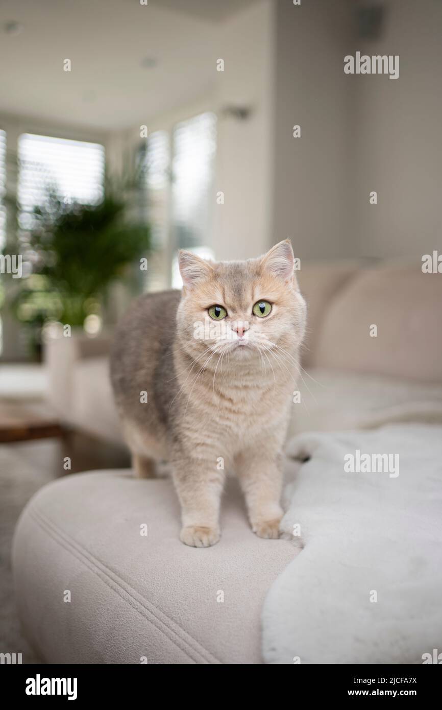 fluffy british shorthair cat standing on sofa in modern living room ...