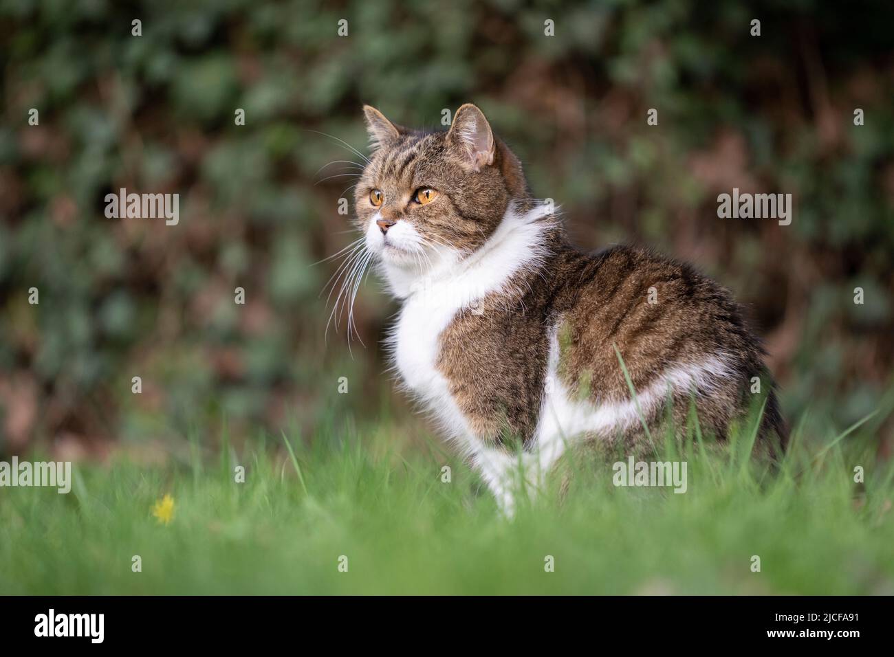 tabby cat sitting on grass observing the garden Stock Photo
