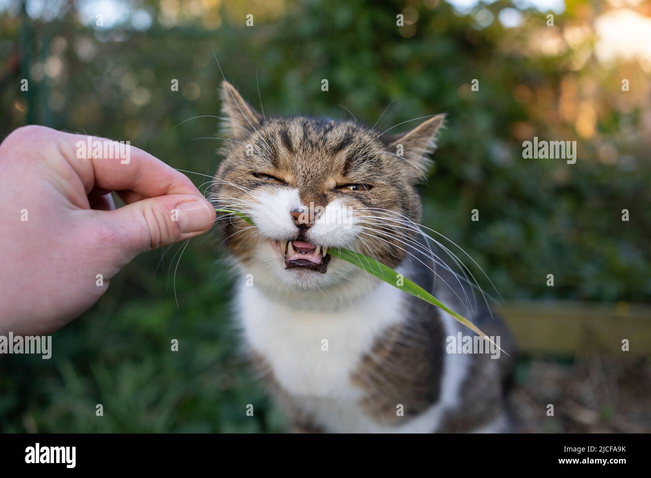 pet owner feeding cat holding blade of grass in hand Stock Photo