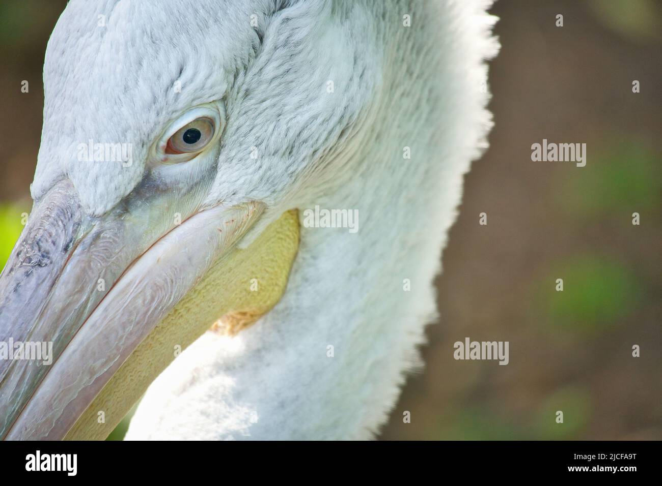 Pelican in portrait. White plumage, large beak, in a large marine bird. Animal photo Stock Photo