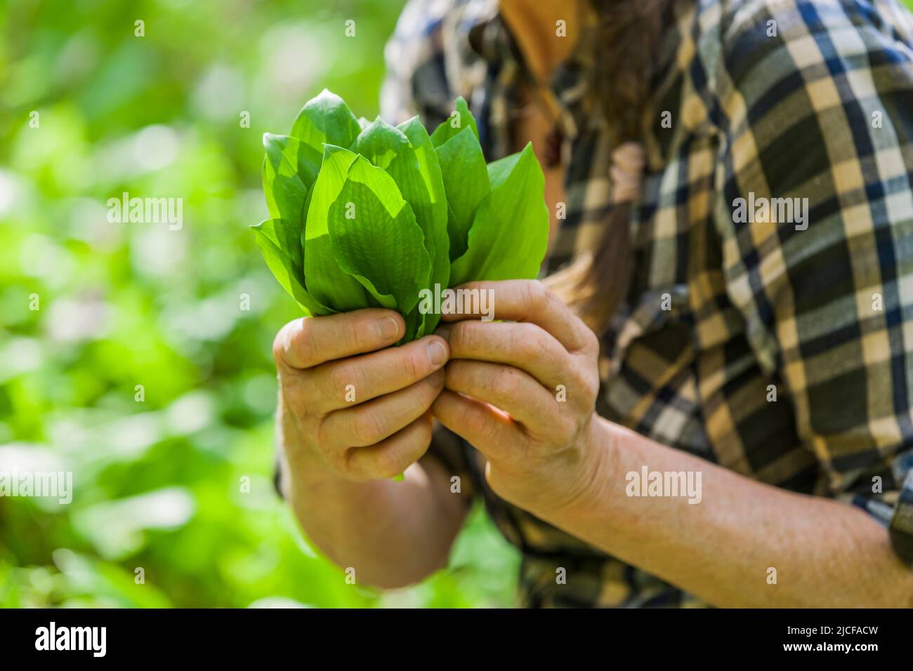 Collect wild garlic in the forest Stock Photo - Alamy