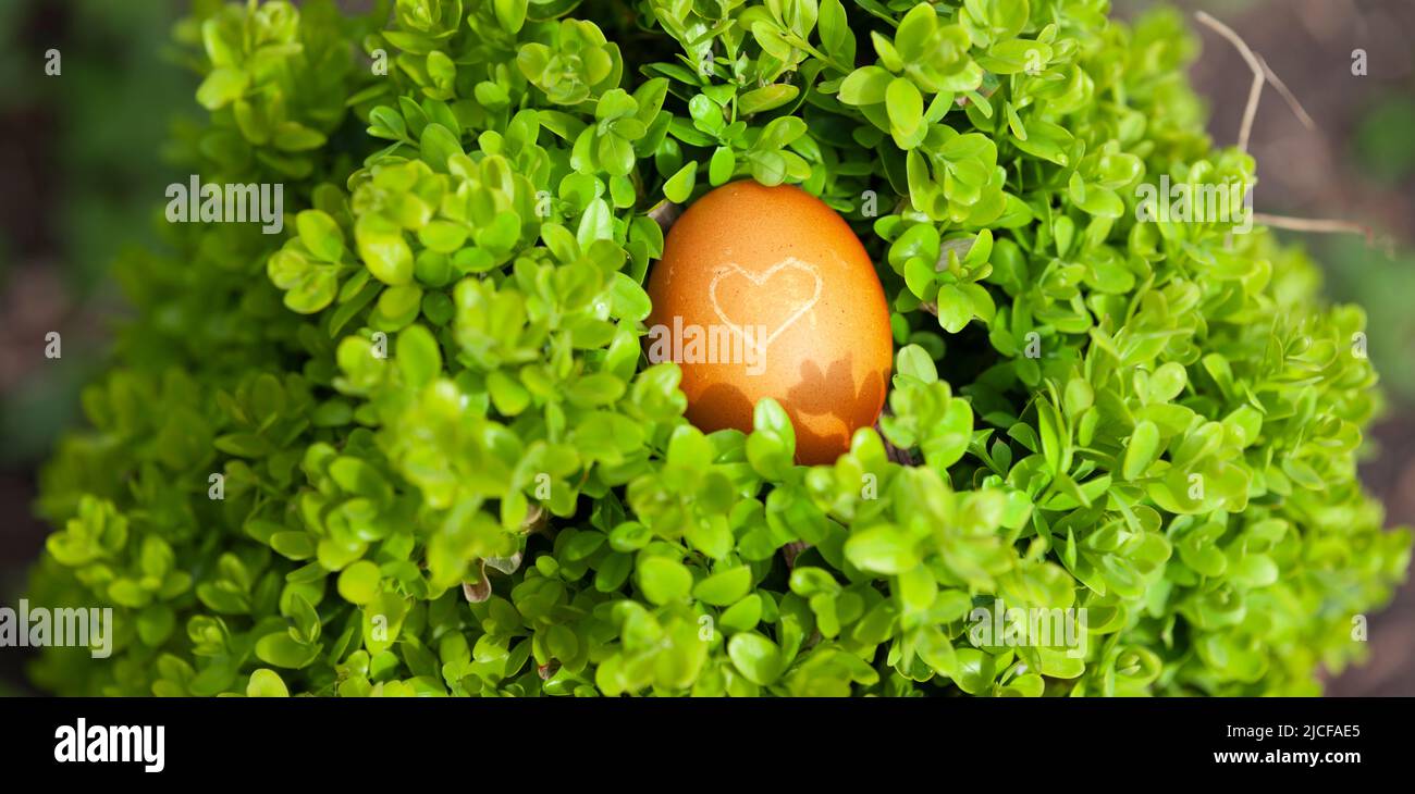 Egg with heart in a green nest Stock Photo