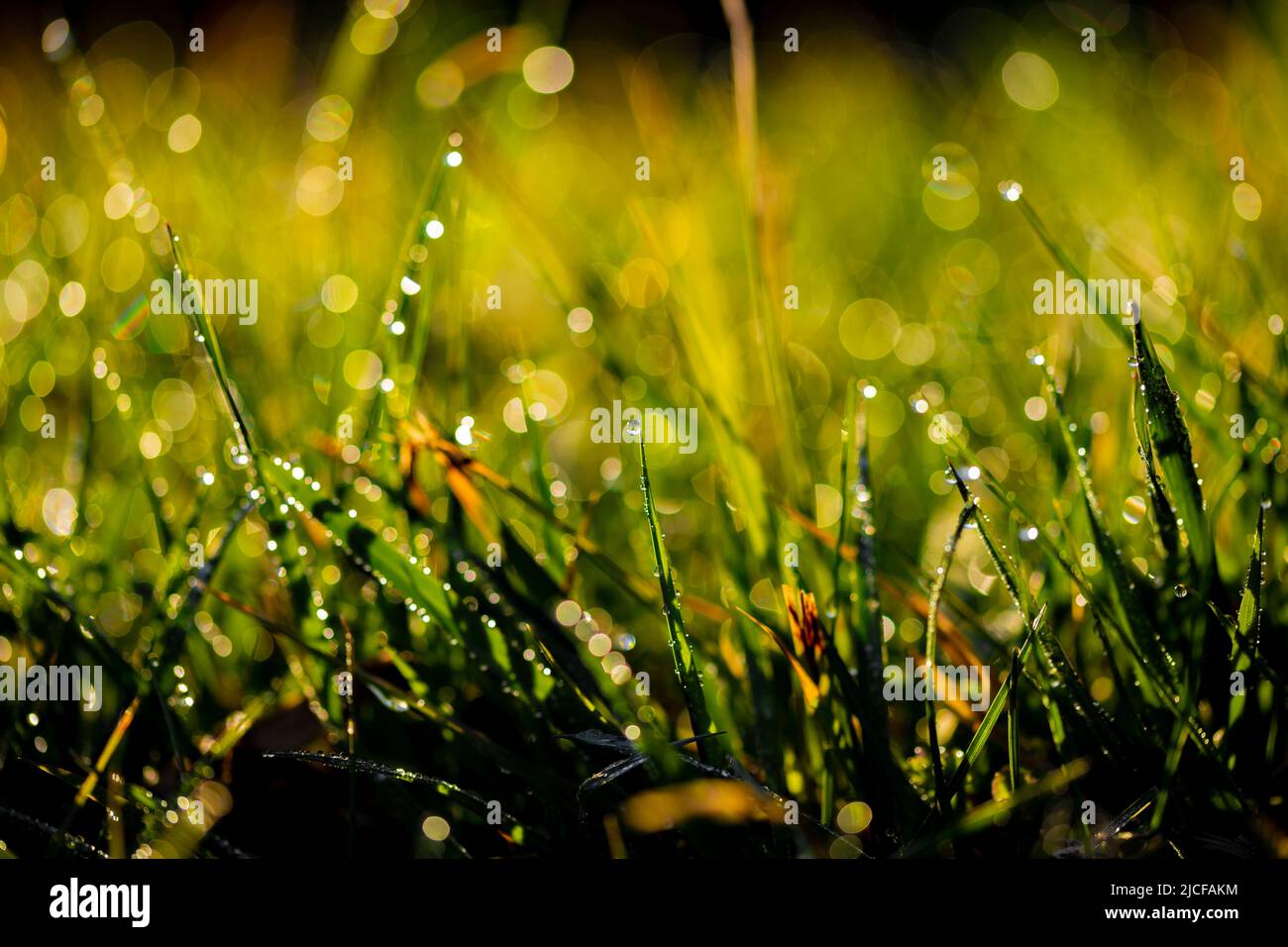 wet leaves with raindrops, very shallow depth of field for beautiful aperture circles in the background Stock Photo
