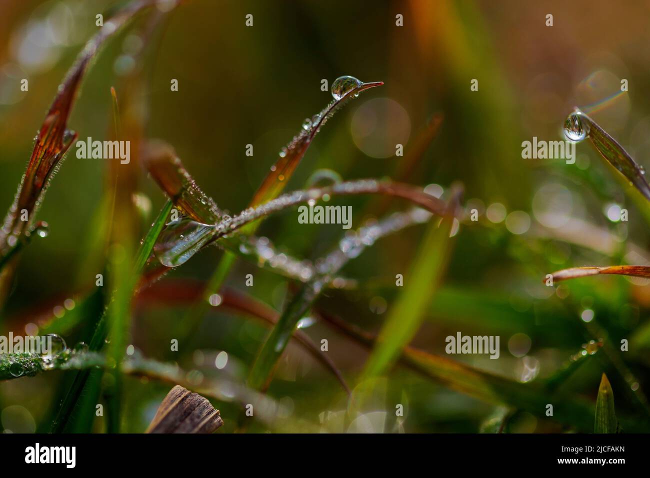 Wet grass with drops of water after the rain, macro photography, very shallow depth of field, soft bokeh Stock Photo