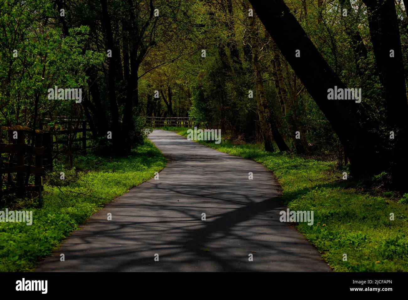 Cycle path in spring on a sunny day, trees along the way Stock Photo