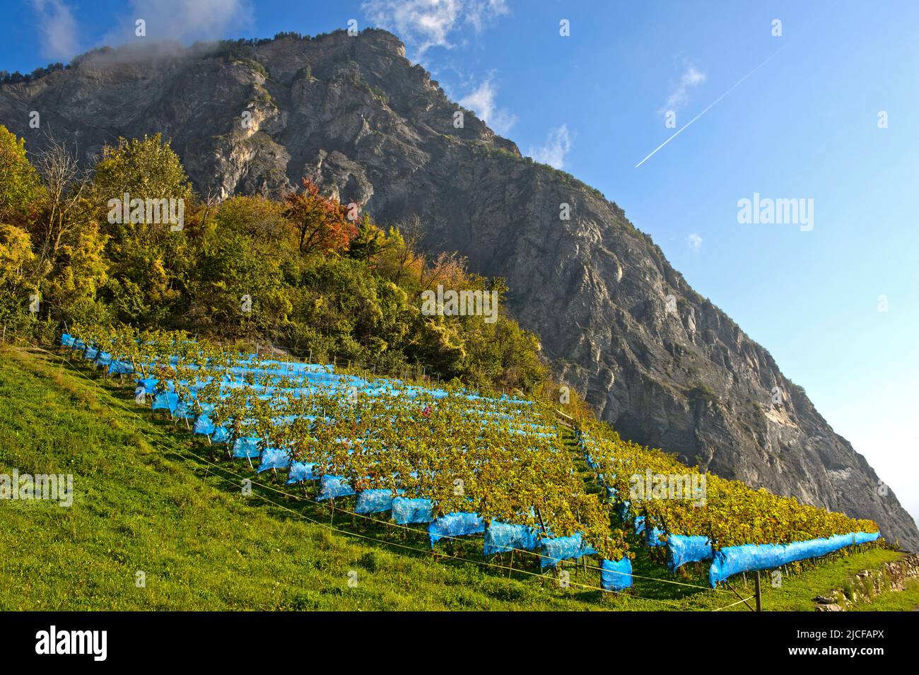 Blue bird protection nets protect against bird feeding in a vineyard in the wine growing area of Leytron, Valais, Switzerland Stock Photo