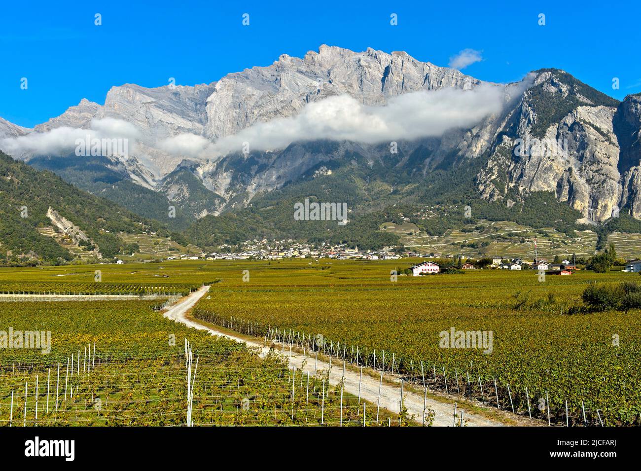 Vineyards in Chamoson wine growing area in front of the rock walls of the Haut de Cry peak, Chamoson, Valais, Switzerland Stock Photo
