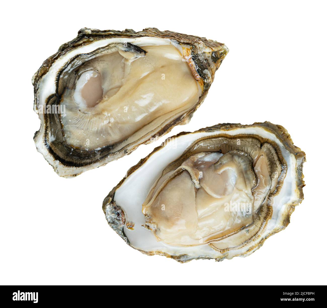 Open oysters isolated on white background with clipping path Stock Photo