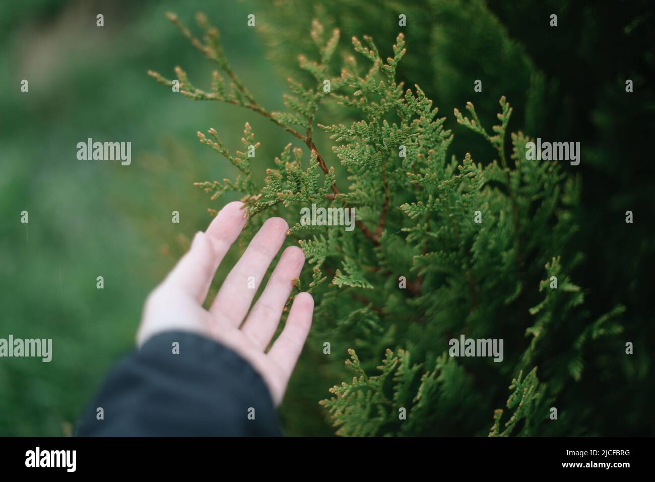 Close-up of bright green texture of natural greenery of the needles of Thuja tree. Selective focus. Interesting nature concept for design. Stock Photo