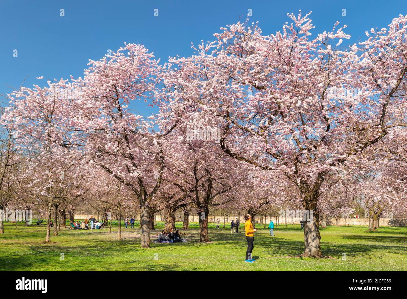 Cherry blossom in the baroque garden of Schwetzingen Castle, Schwetzingen, Baden-Württemberg, Germany Stock Photo