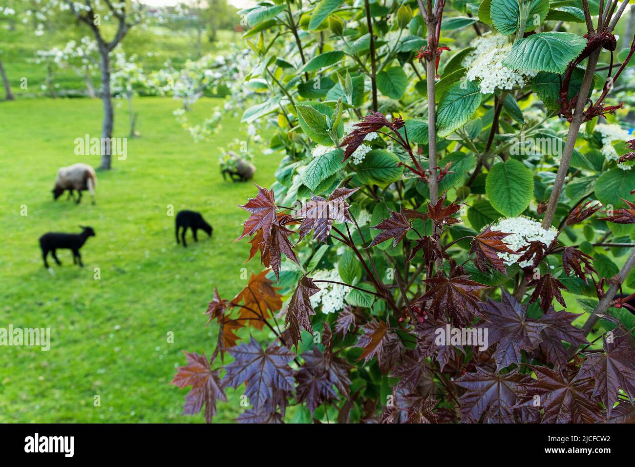 Germany, SchleswigHolstein, garden, meadow, sheep Stock Photo Alamy