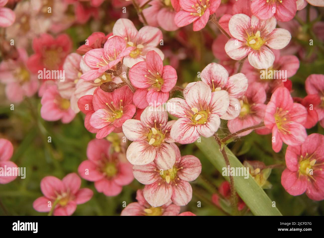 Spring flowers, Saxifraga rosacea, Stock Photo