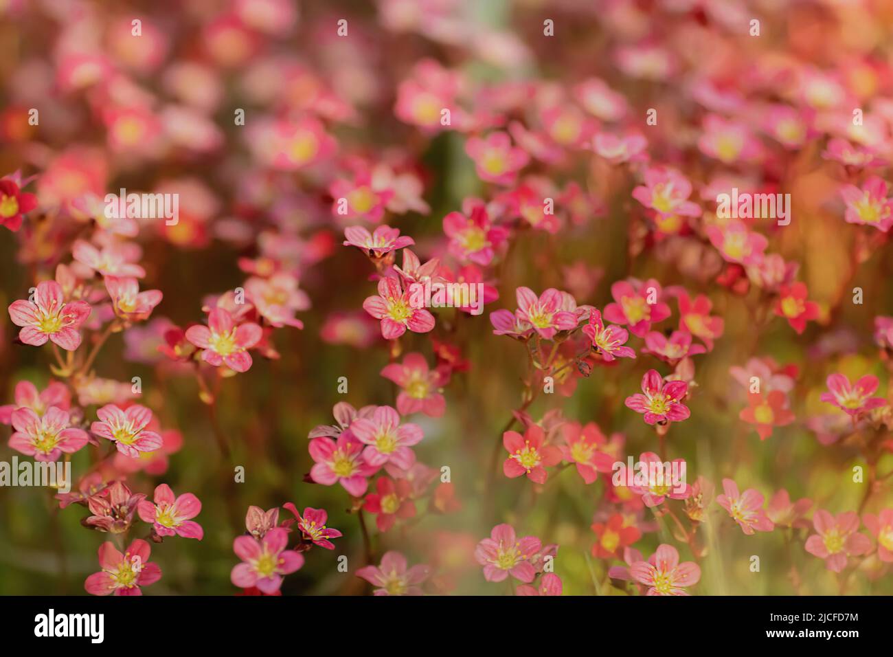 Spring flowers, Saxifraga rosacea, Stock Photo