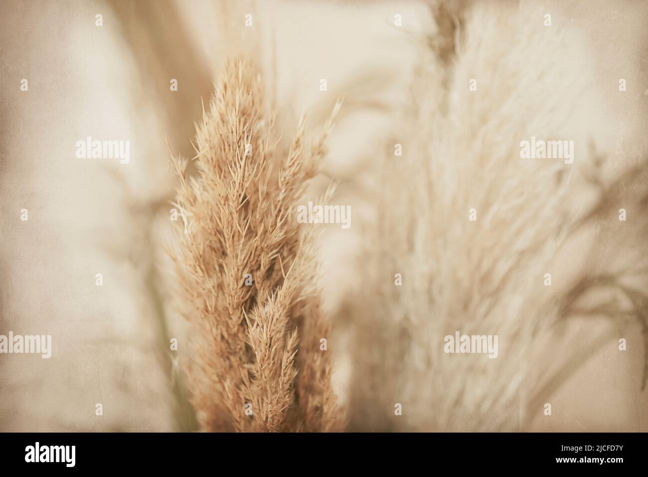 Pampas grass, close up Stock Photo Alamy