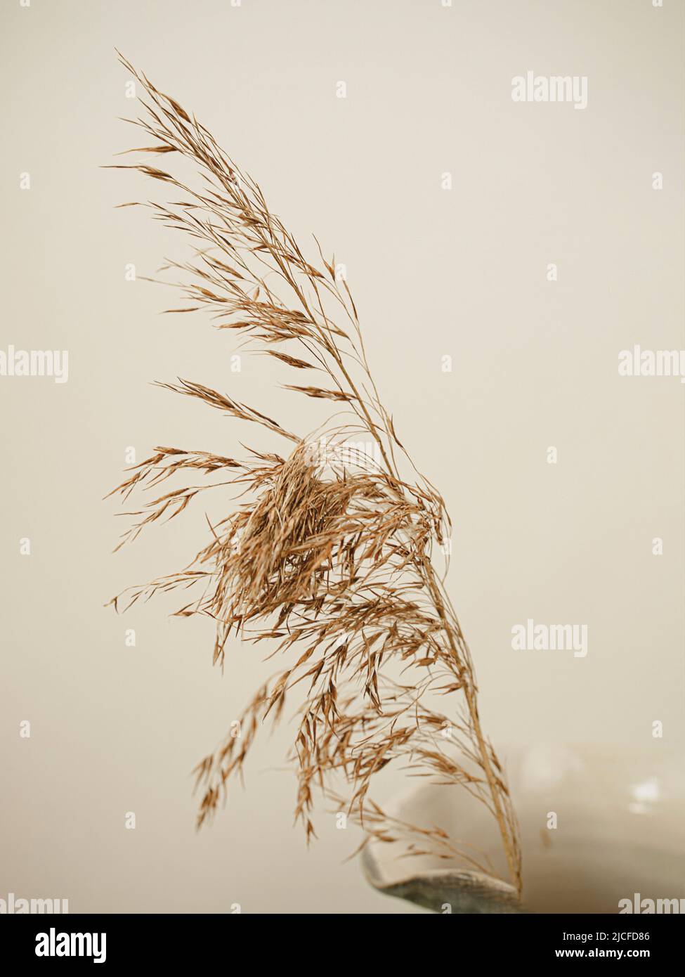 Pampas grass in a vase Stock Photo